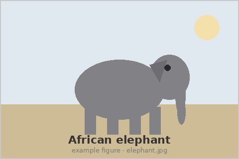 An adult African elephant.